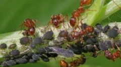 Szimbiózis tly és hangya